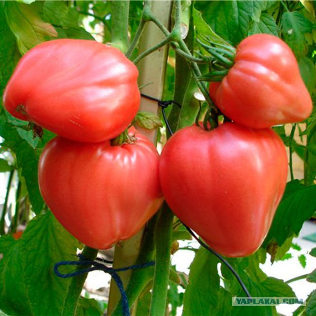 Кухня (кулинарное и околокулинарное общение)
