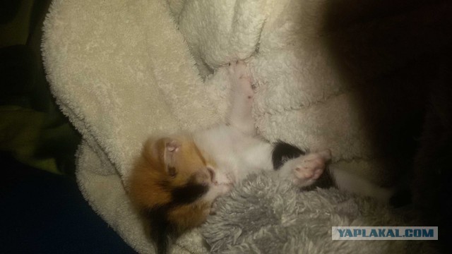 К кото-вторнику - клочок счастья!