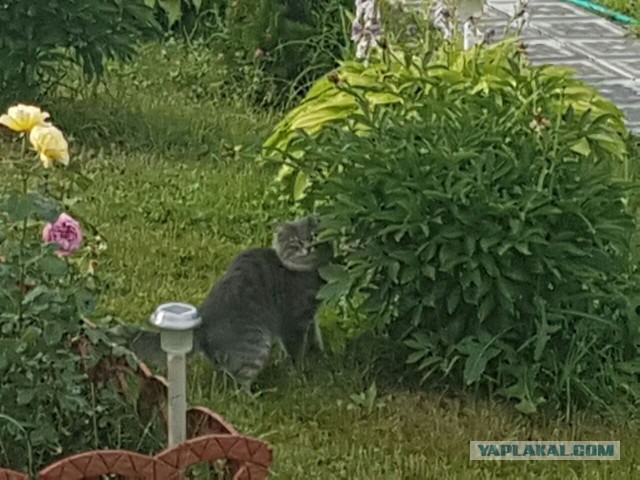 Котовторник 26.07 2016