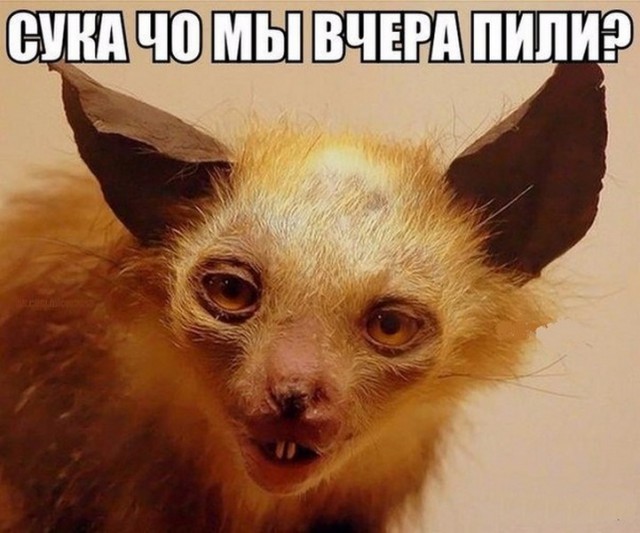 Полтора десятка "небоянных" фотографий