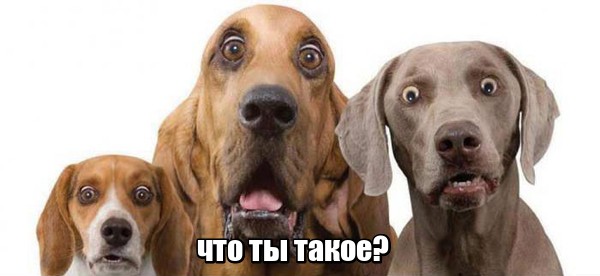 Питерский Джеки Чан