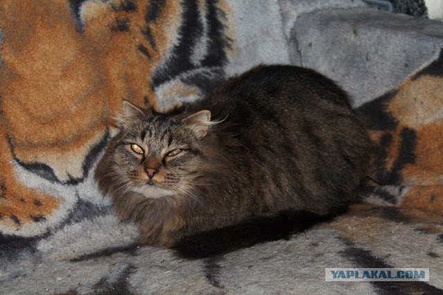 Котовторник 20.12.2016