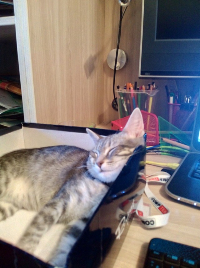 Котовторник  14.02.2017