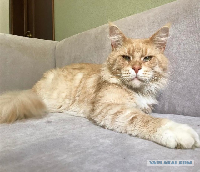 Котовторник 16.05.2017