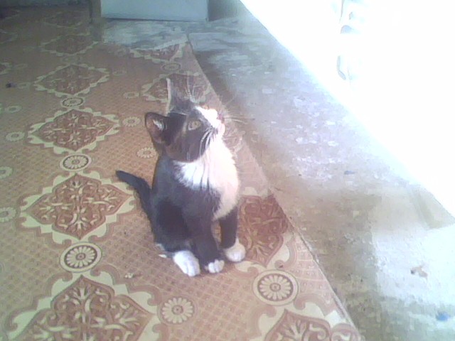 Котовторник  10.10.2017