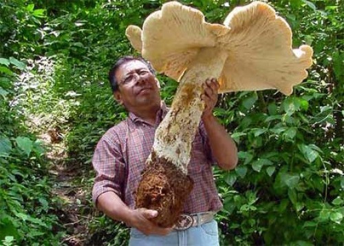 Не спешите собирать грибы в США.