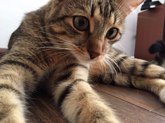 Коты и Кошки