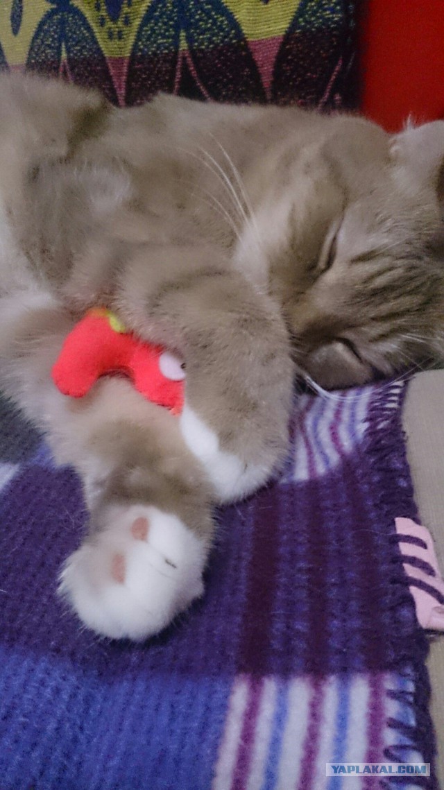 Котовторник  05.12.2017