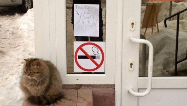 Отнесите котейку на пляж