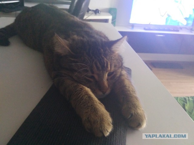 Мужчина увидел на улице умирающего котенка и не прошел мимо