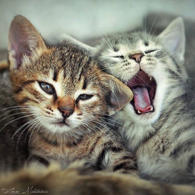 Кот без прикрас