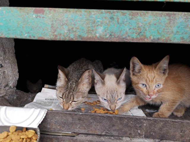 Котовторник 05.06.2018
