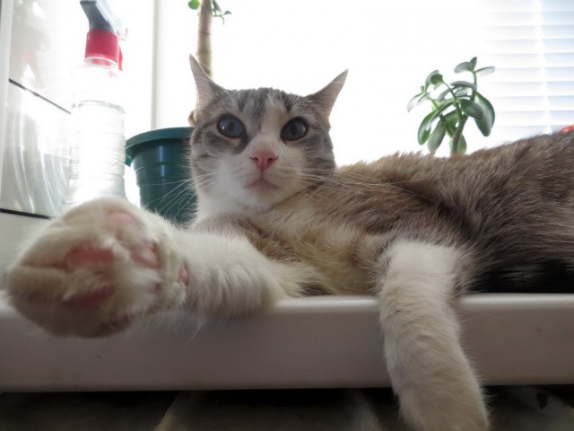 Котовторник 05.06.2018