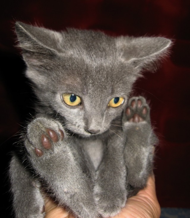 Котовторник на Япе (25.03), подхватываем подборку!