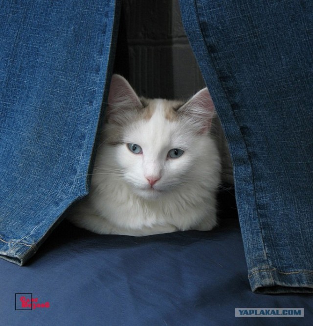 Котовторник  на  ЯПлакалъ