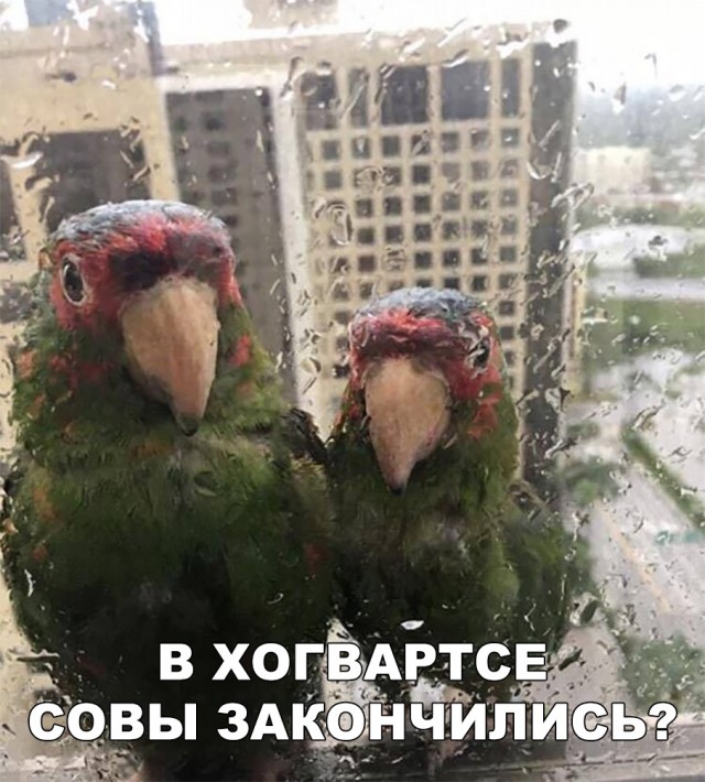 Нестандартный юмор