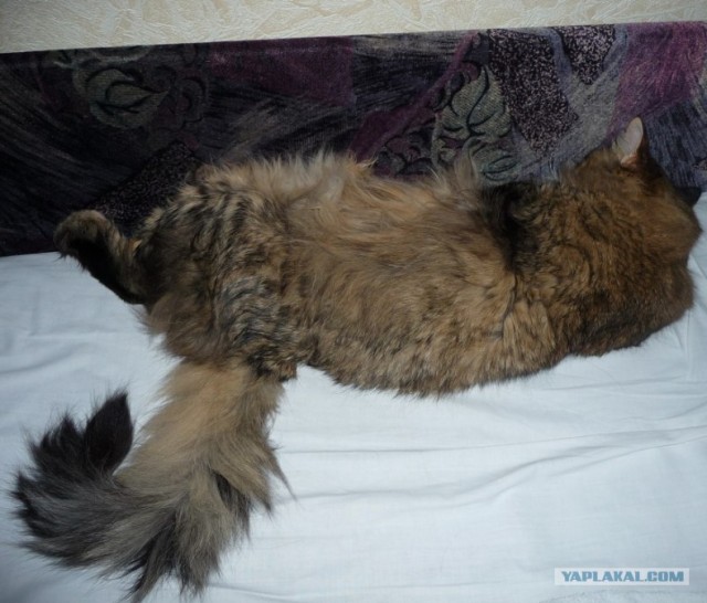 Котовторник объявляется открытым!