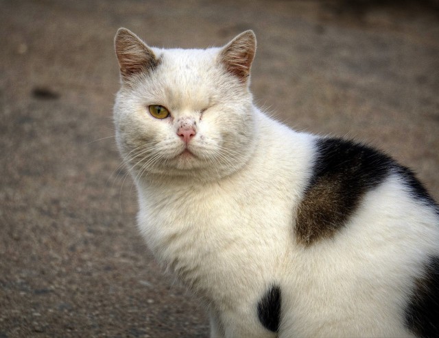 Котовторник 13-11-2018