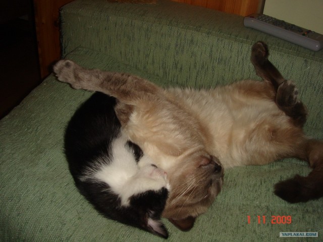 Кото-комикс