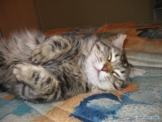 Котовторник! 13.03.2012