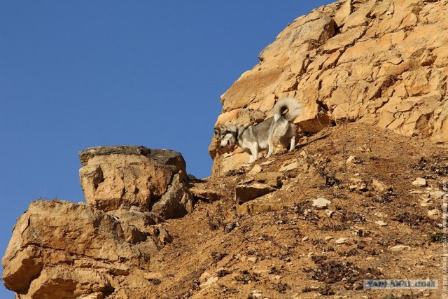 2 года Собаке-терминатору