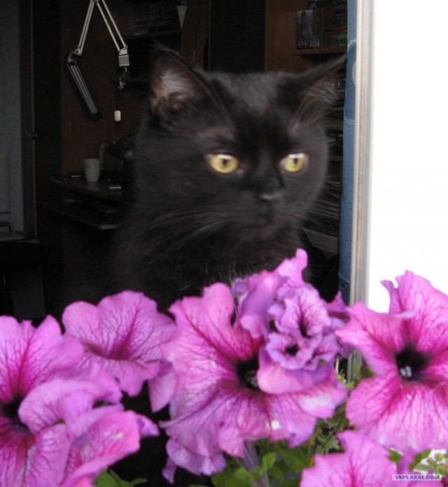 Котовторник на 26.06.12