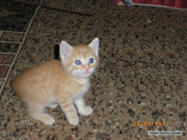 Котовторник 10. 07. 2012
