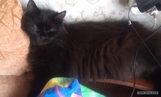 Котовторник 24.07.2012