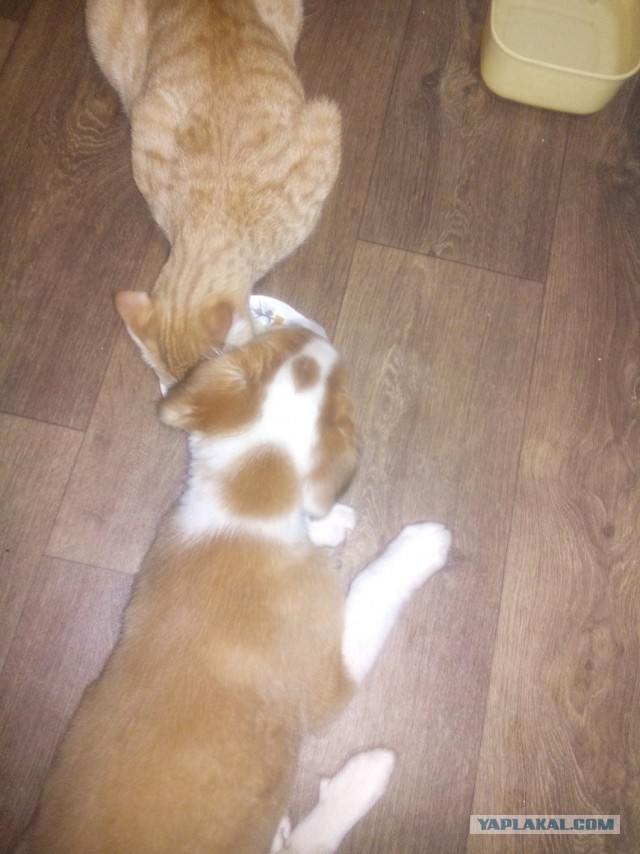 Котовторник 22.01.2019.