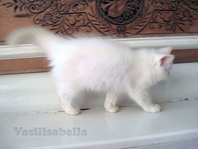 Котовторник  16.10.12