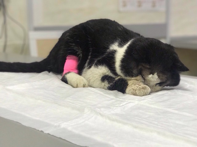 Тема про несчастного кота, в которой всем хорошим людям автор показывает сиськи!2
