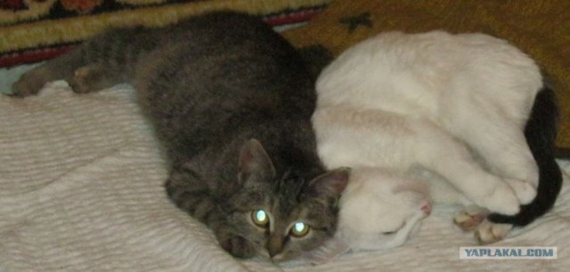 Котэ в кредит