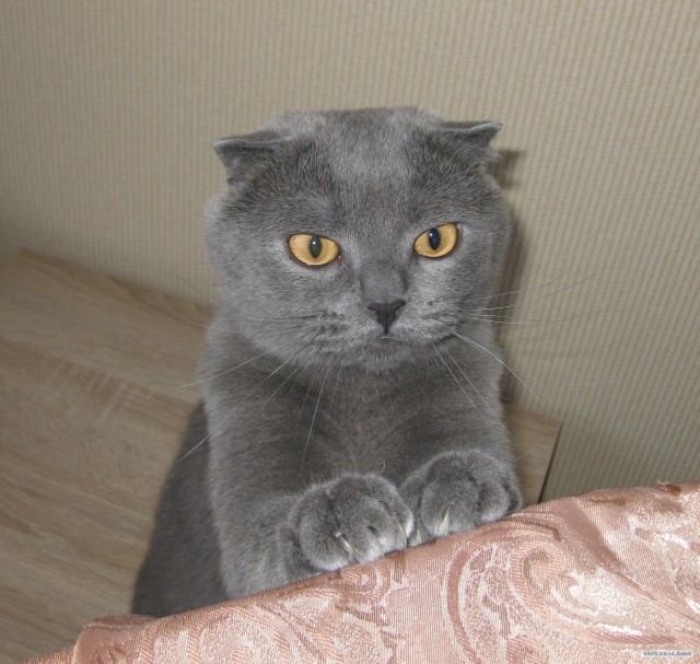 Котовторник 12.02.13