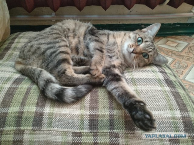 Котовторник 19.03.2019