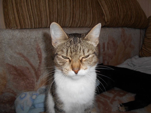 Забавные фото котеек