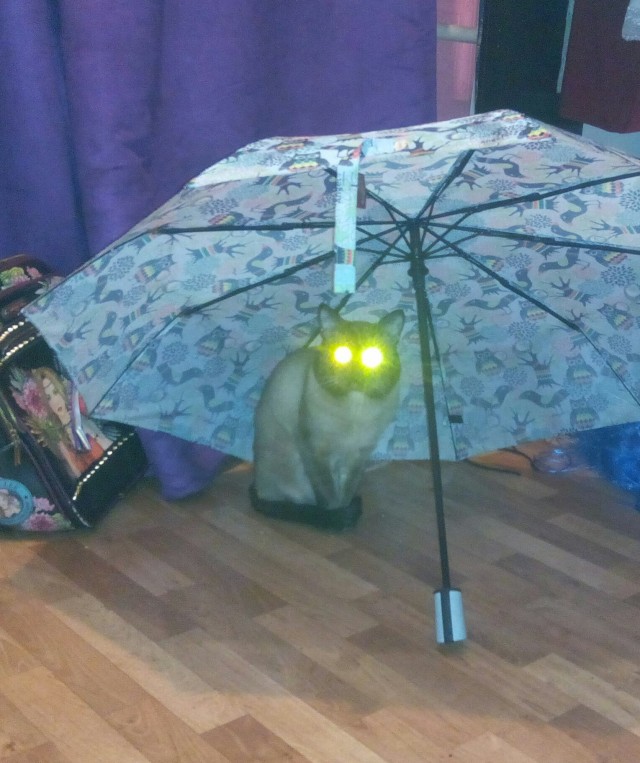Котовторник