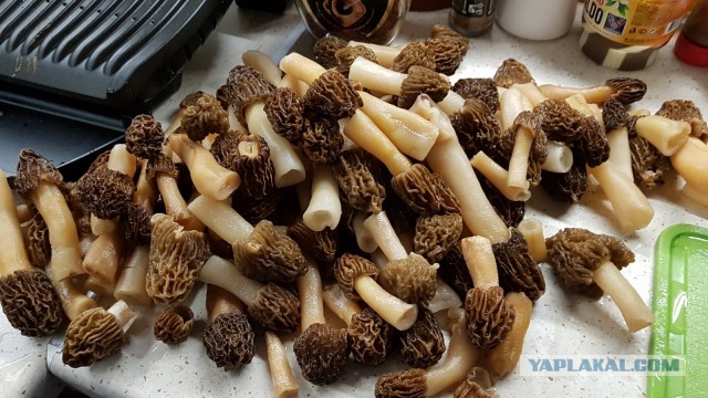 Сморчки в лесу