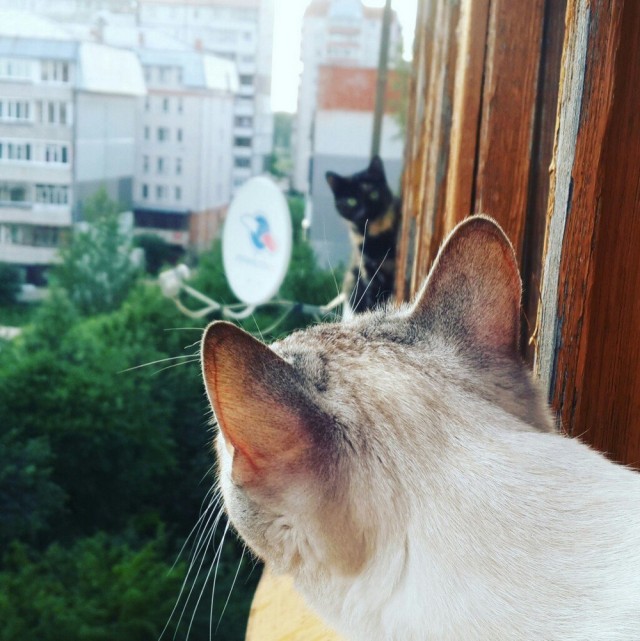 Зверушки