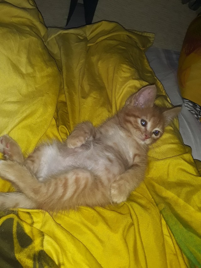 Эти забавные животные