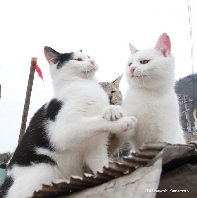 Японские бродячие котаны от Масаёши Ямамото