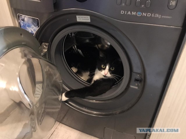 Котовторник 17.11.20