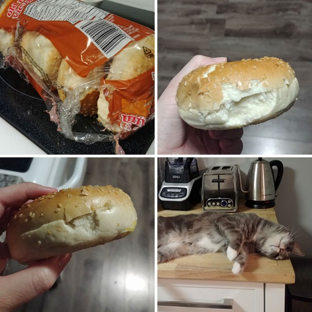 Фотографии, которые доказывают, что кошки самые большие сволочи