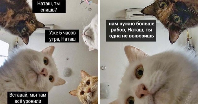 Мемы про Наташу