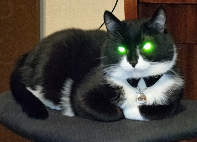 Котовторник 09.02.21. Свежие котики от Нарвского.