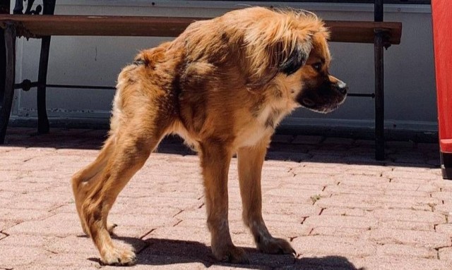 Эта собака похожа на Фотошоп из-за синдрома, но за пару минут способна очаровать любого