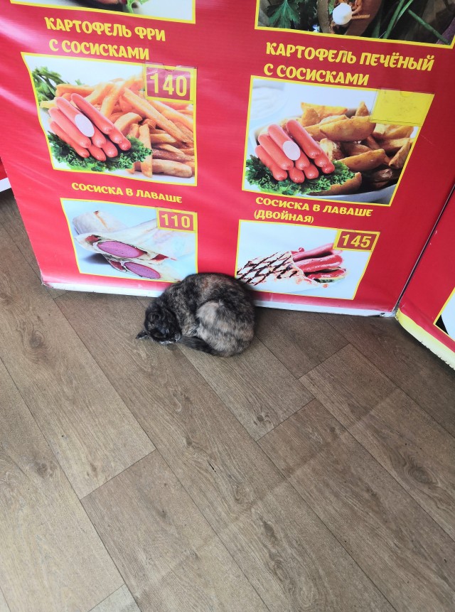 Вторник. Кото-вторник...