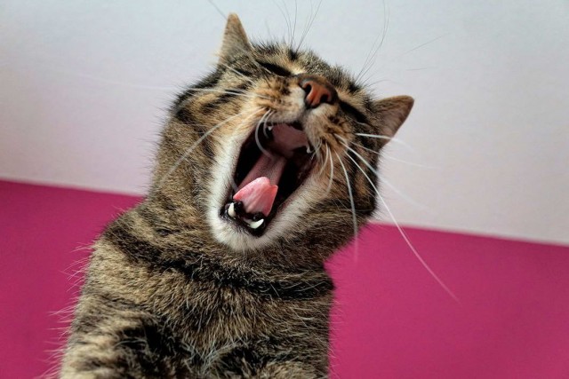 Которник