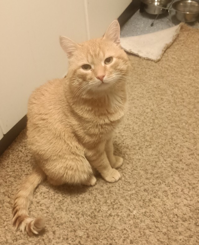 Котовторник
