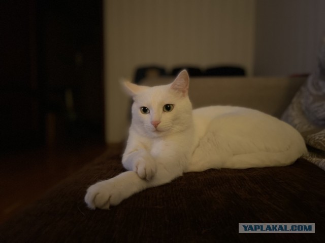 Котовторник