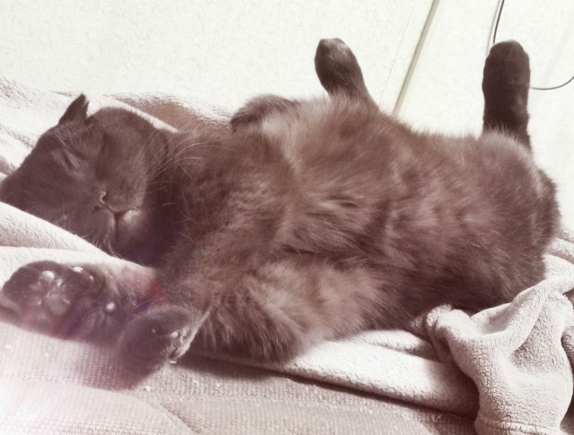 Солнце котовторника уже встало, Господа!